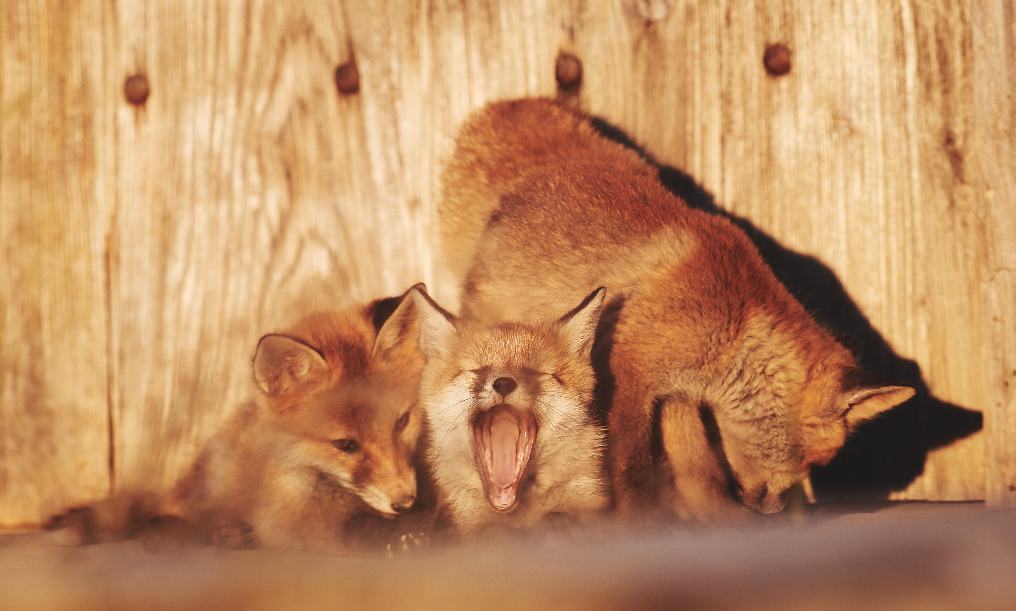 Renardeaux prêt à faire une petite sieste!